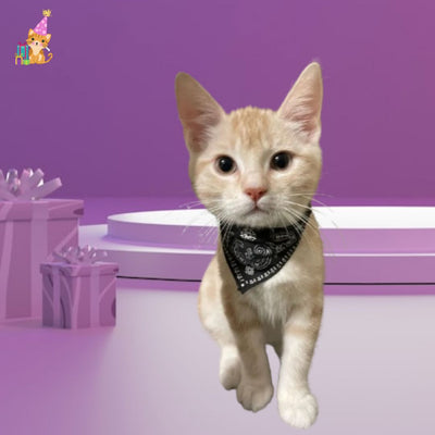 collier pour chat style bandana ™|Feline chic™