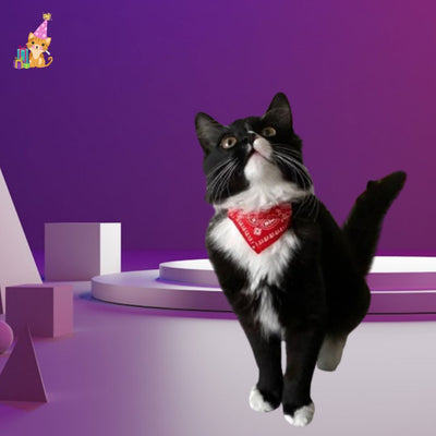 collier pour chat style bandana ™|Feline chic™